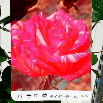 更にお値下げ致しました！個性派！黒と赤と薔薇の花が情熱的フィッシュテール 更にお値下げ致しました！個性派！黒と赤と薔薇の花が情熱的