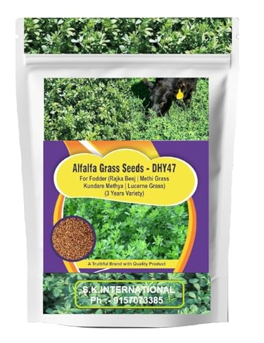 Image of SK Organic Multicut Fodder Grass Seeds, Alfalfa /Lucerne /Kundare Methya /Rajka, 3 Years Variety, High Yield, High Protein (3KG)