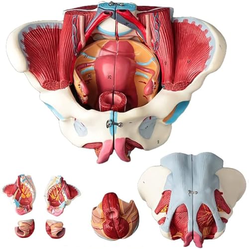 Advanced Female Pelvis Anatomy Model Detachable 4 Parts Female Pelvic Model Pelvic Floor Muscle Belt Genital Vascular Neuromuscular Uterus Human Anatomy Teaching Pelvis