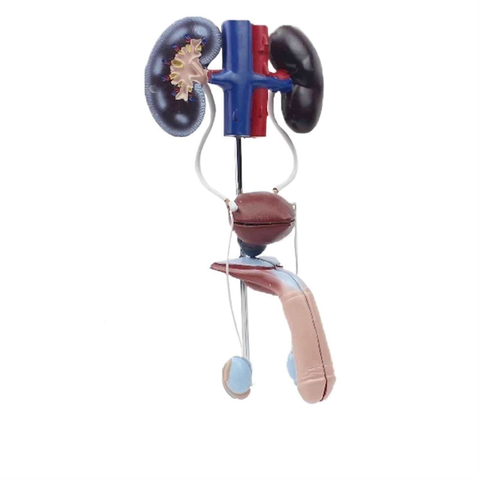 Life Size Male Urinary System Model,Dissected Structure of Kidney | Internal Structure of Bladder,Anatomy Model of Male Urinary System, Male Genitourinary Kidney Bladder Ureter Anatomy