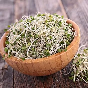 Broccoli Sprout Seeds Pack of 11 (B0CNH1MVBZ) Amazon Price History, Amazon Price Tracker