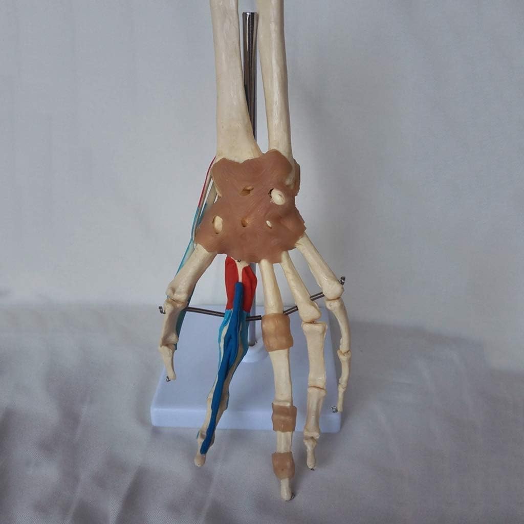 Modelo anatómico de la articulación de la mano y la muñeca humanas con articulaciones for estudios médicos y consultorios médicos.