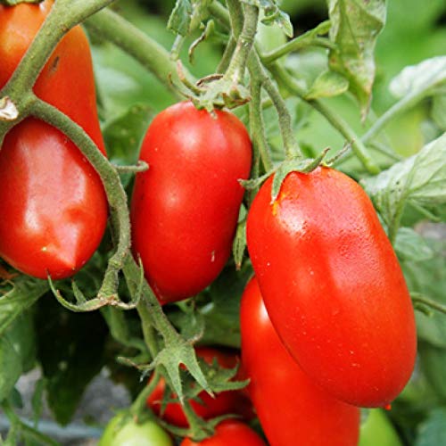 Golden Hills Farm Tomato seeds Italian Roma tomato vegetable 40-96 seeds (B09HSCDLWB) Amazon Price History, Amazon Price Tracker