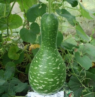 Calabaza Kobra, semillas de Cisne moteado - Lagenaria siceraria Cover