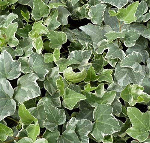 Hedera (Trailing Ivy) 'Glacier' Variegated Perennial Plug Plants Pack x6
