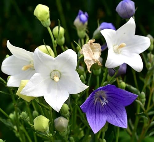 Balloon Flower Seed Mix White and Blue Japanese Bellflower 100 Seeds for Planting