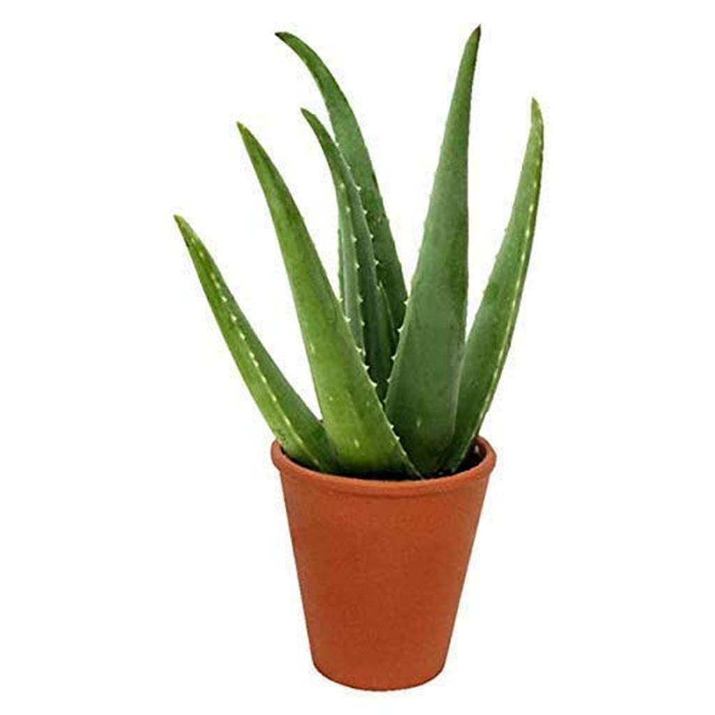 Aloe barbadensis vera - Big Aloe Vera Succulent Plant with 4inch black pot-image-34