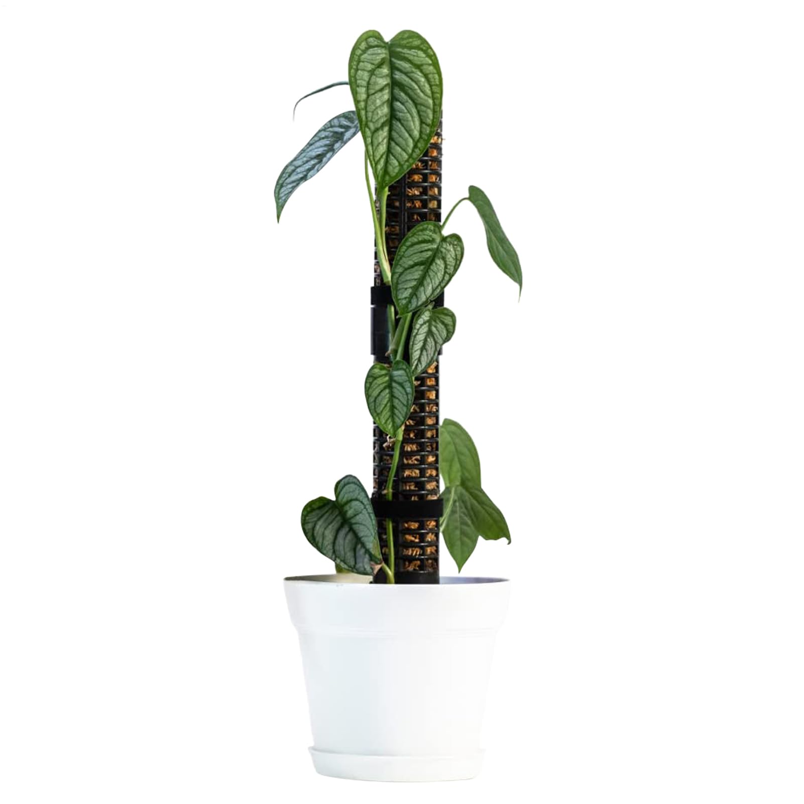 Monstera Moss Pole,Moss Sticks for Monstera Indoor | Stackable PVC Plant Support Stakes for Plant