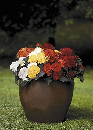 Just Seed - Flower - Begonia - Nonstop Mocca Mixed F1-50 Seed Large Packet