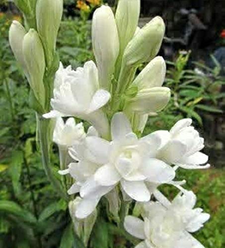 Kolkata Orchid Online Tuberose Single Rajnigandha Pack of 10 Flower Bulbs with 2 Fragrant Flower (B07KF8YWWL) Amazon Price History, Amazon Price Tracker