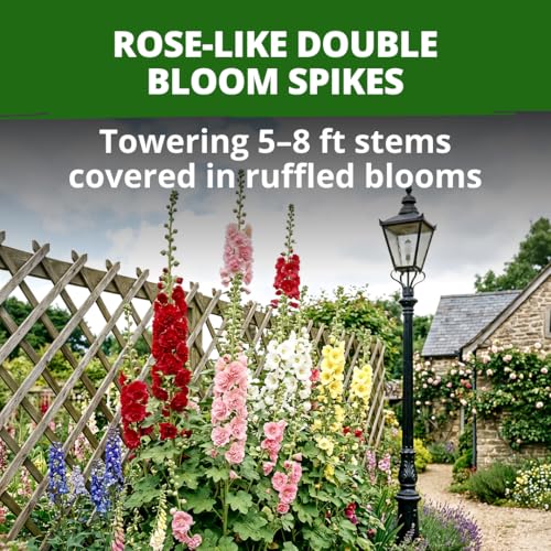 Image of HOME GROWN Hollyhock Chater's Double Mix 100 Seeds (0.9g) - Biennial Blooms Year 2, Double Flower Hollyhock Seeds for Planting, Perennial Reseeding, Cottage Garden, USDA Zones 3-9 (Alcea rosea)