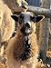 The Natural Sheep Handbook: Raising a Healthy Flock from Farm to Table