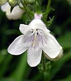1000 White Foxglove BEARDTONGUE Penstemon Digitalis Flower Seeds