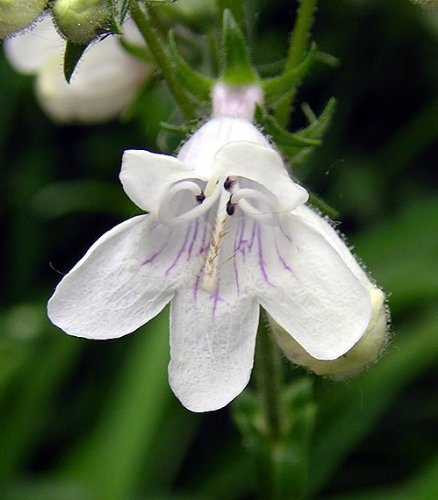 Amazon.com : 1000 White Foxglove BEARDTONGUE Penstemon Digitalis