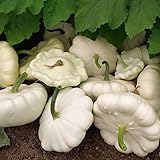 25 Early White Bush Scallop Summer Squash Seeds for Planting. Non GMO and Heirloom. 2.5 Grams of Seeds. Garden Vegetable Survival