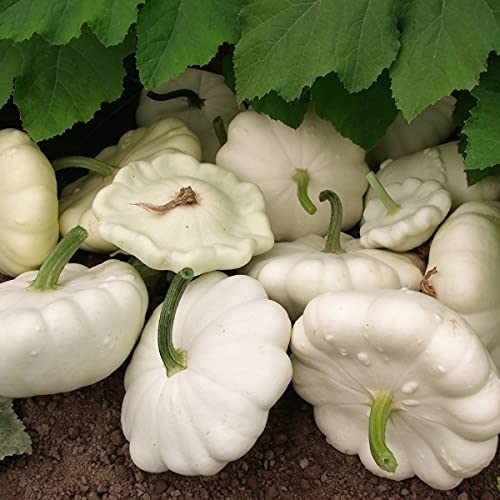 25 Early White Bush Scallop Summer Squash Seeds for Planting. Non GMO and Heirloom. 2.5 Grams of Seeds. Garden Vegetable Survival