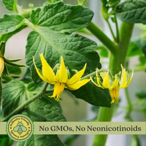 Clovers Better Boy Tomato Plants – Two (2) Live Plants – Non-GMO - Not Seeds - Each 4" to 8" Tall – in 4" Inch Pots – Indeterminate, World Record Holder