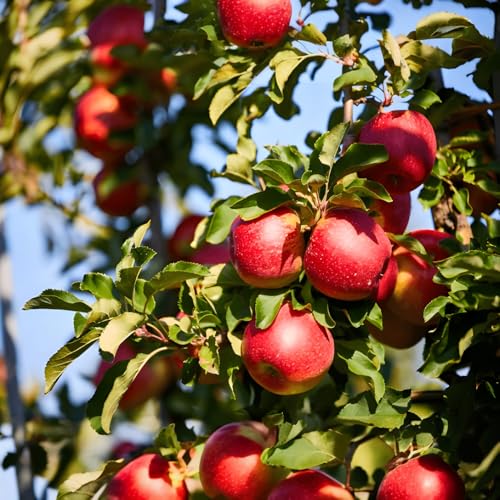 Image of All Season Apple Hybrid Live Fruit Plant for Terrace and Backyard