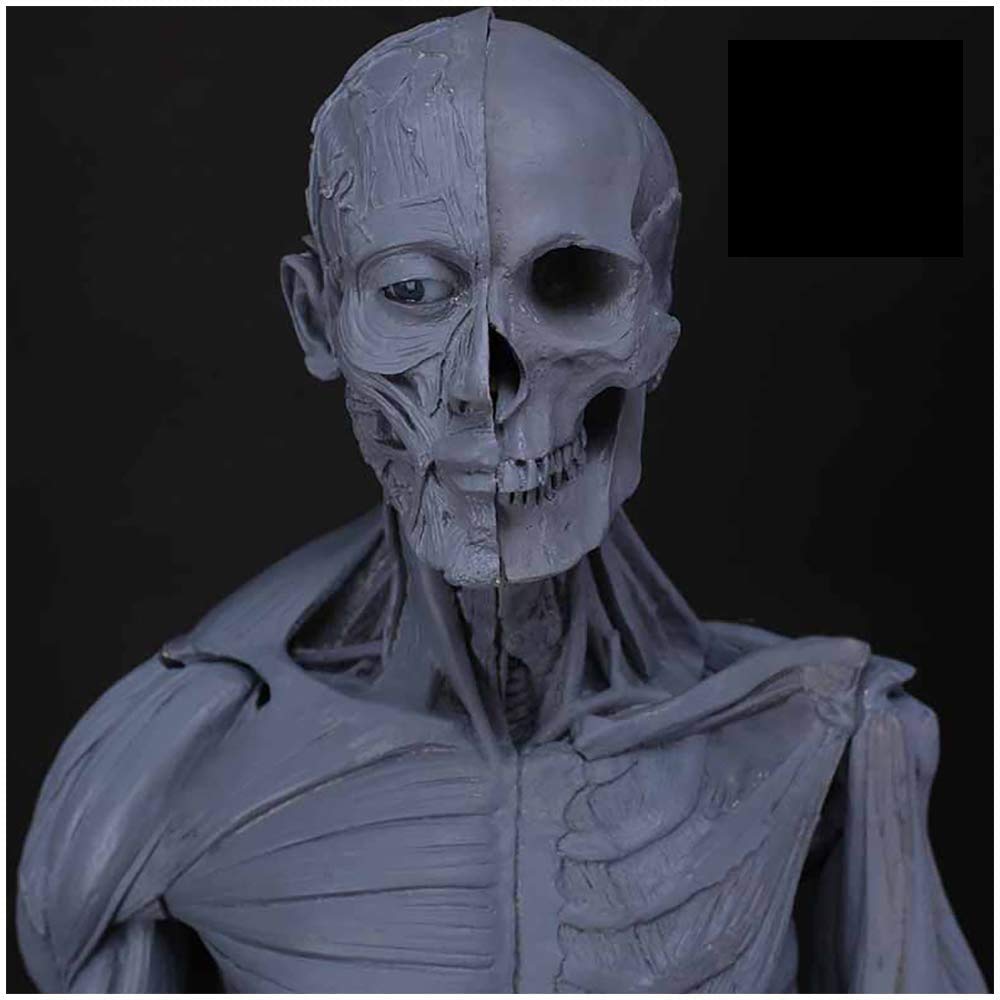 Sjdopulse Men's A Human Natomy Figure - Human Muscle Bone Model - Human Natomy Figure Mannequin Drawing Figures - Reference For Rtist,School Study Nd Teaching (A)