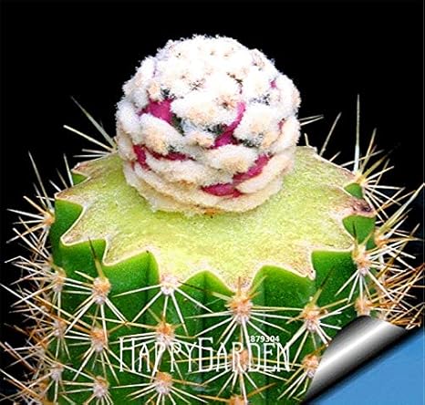 Amazon 10個 バッグボールサボテンガーデンレアな多肉植物plantas盆栽天の花のポットプランターflores U39duo 観葉植物 オンライン通販