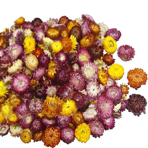 CITYES 240 Pcs Natural Dried Daisy Flowers Heads...