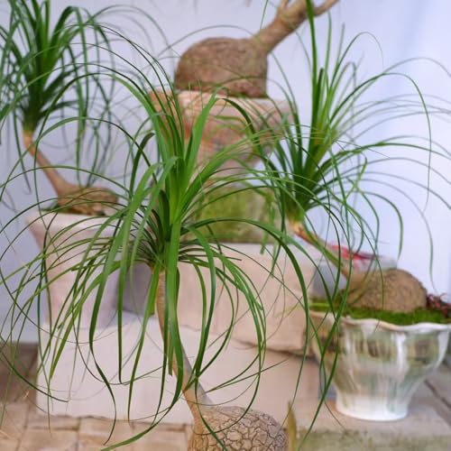 Semillas de pata de elefante - decoración sala estar Beaucarnea recurvata jardineros semillas, resistentes oficina productos 300pcs