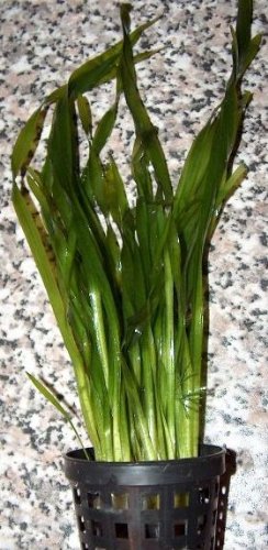 10 Töpfe Vallisneria spiralis, Schraubenvallisnerien