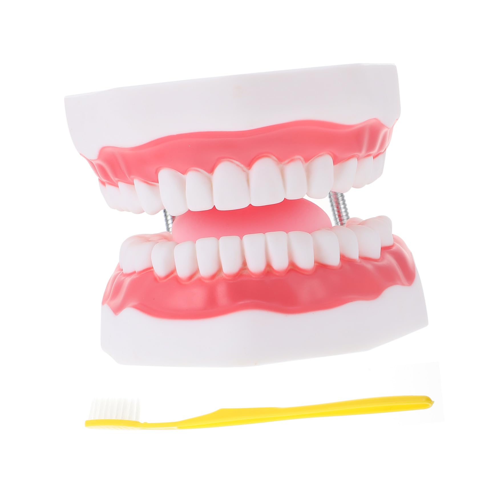 Modello Dentale Ingrandito 6x in Pvc Bianco con Spazzolino | Uso Didattico per Ragazzo Ragazza, Forma Creativa, per Insegnare la Pulizia Orale