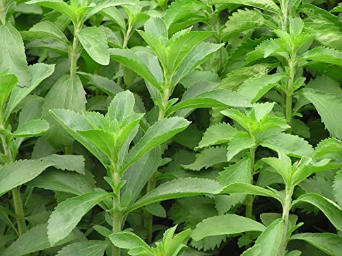 200 Stevia Packets Stevia Seeds for Planting - Sweet Leaf Organic Green Stevia Leaves Herb Seeds Bulk - Non-GMO Planta Stevia Rebaudiana Plant Home Garden