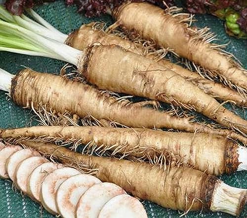 50+ Seeds Oat Seeds Tragopogon Porrifolius Dietary Low Carb Sweet Vegetables Seeds - Perfect for Planting and