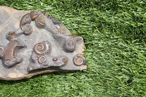 Image of Ammonite Fossil Natural Platyclymenia & Goniatites Plate Fossil Devonian Fossil from Morocco Rare Fossil Ammonite Fossil A58