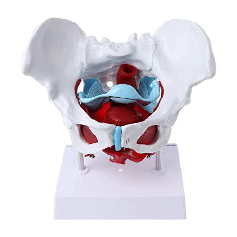Sjdopulse Women's Medical Teaching Model, Pelvis Floor Muscle Model Uterus Ovary Muscle Educational Supplies Removable For Anatomy, Art, Decor