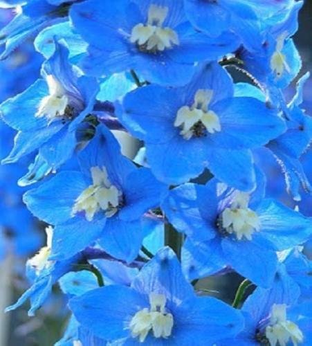 Nuevo Fresco 100 Uds semi di fiori blu Delphinium