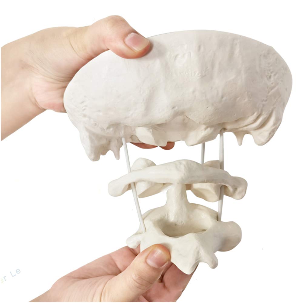 Menschliches Hinterhauptsbein Modell - Atlas und Axis mit Hinterhauptsbein Modell - Educational Modell Hinterhauptsbein Modell mit Halswirbeln für die Praxis Traning