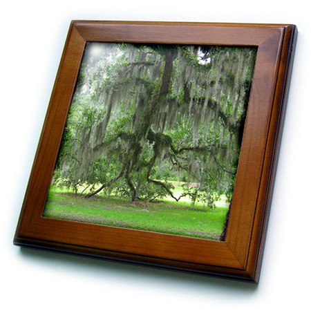 3dRose ft_158220_1 Live Oak Branch and Spanish Moss at Goodwin Plantation Framed Tile, 8 by 8-Inch