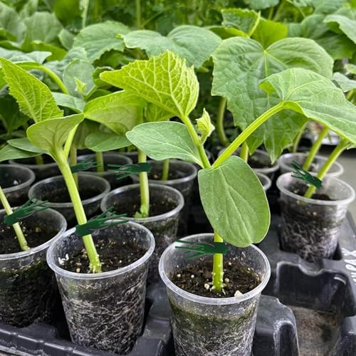 Abrazadera de soporte para injerto de verduras y fijación de sandía o berenjena 3