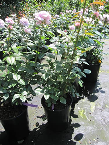 Rosa Pacific Blue ® - Edelrose Pacific Blue - Tantau Rose