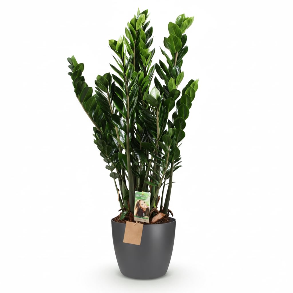 Green boutiQ - Zimmerpflanze - Glücksfeder - Zamioculcas Zamiifolia - Grün - Pflegeleicht - 1 Pflanze - mit Potter Grau - Topf 21cm - Höhe 80-90cm