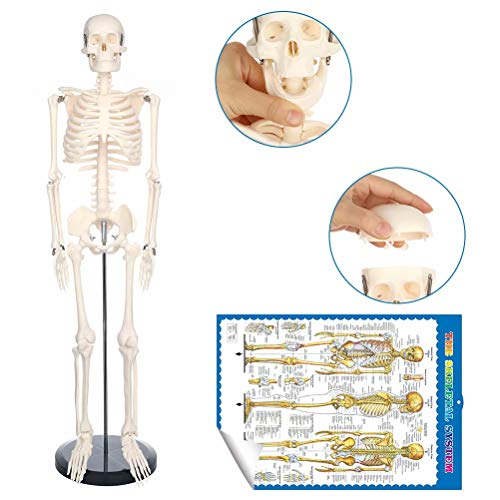 Best Human Skeleton Models