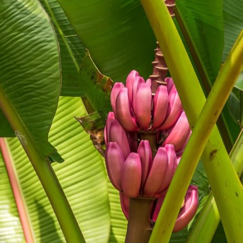 semi interni di banana 70pcs