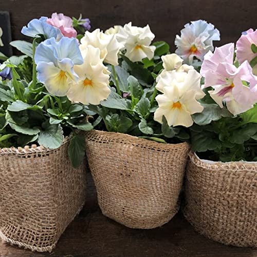 シエルブリエ オリジナル品種 フリル咲き 可愛いのサムネイル