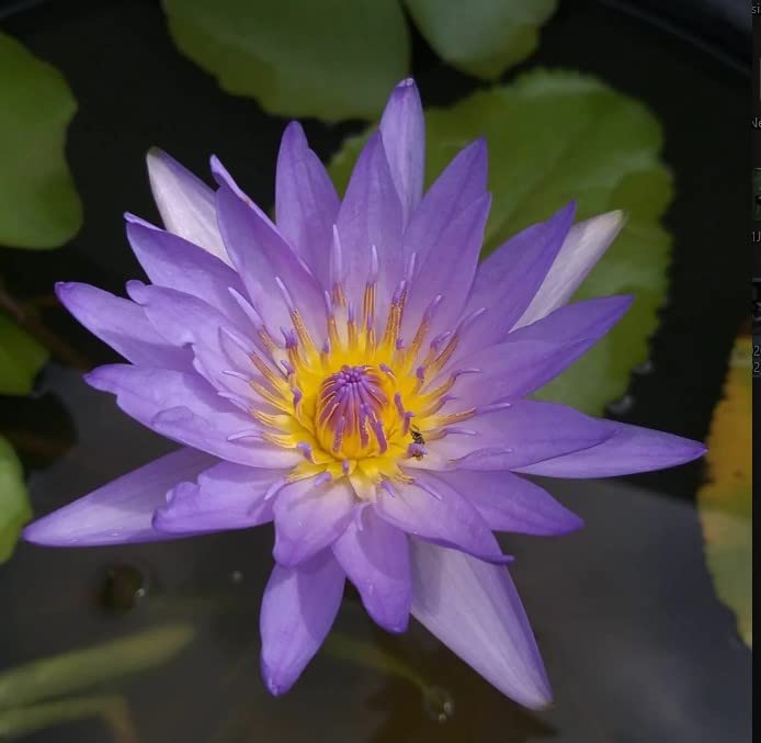 Ruckkuz - Waterlily Live Plant (Blue) | Indoor | Outdoor | Aquatic Plant (B09YPW54XQ) Amazon Price History, Amazon Price Tracker