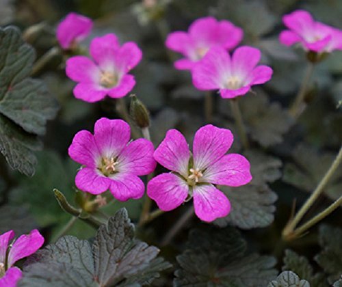 Pack x6 Hardy Geranium Orkney Cherry Pink Perennial Garden Plug Plants