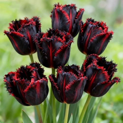 Tulip Bulbs for Planting/Perennial Tulip/Excellent Display Indoor Perennial Balcony Garden Bulbs-G-4 Bulbs