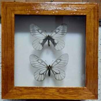 蝶標本　チャールトンウスバシロチョウ　♀️ 715zNahtfZL._UF350,350_QL50_.jpg