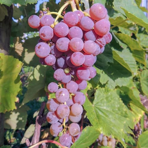 Vigne Rouge Sans Pépins Reliance 2L - Plante de Jardin, Arbres fruitiers - la Décoration Parfaite pour Votre Propriété - Pour les Débutants et les Jardiniers Professionnels