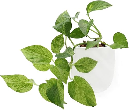Kit de cultivo de plantas vivas hidropónicas, decoración de plantas de interior para el hogar (potos dorados, maceta de cerámica blanca)