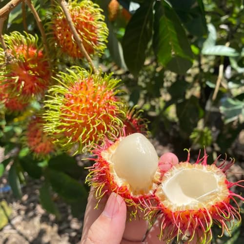 Semillas de fruta de rambután, semillas y plantas de frutas Nefelio lappaceum, semillas de frutas semillas de bonsái semillas de frutas, variedades antiguas Plantas resistentes para el 100pcs