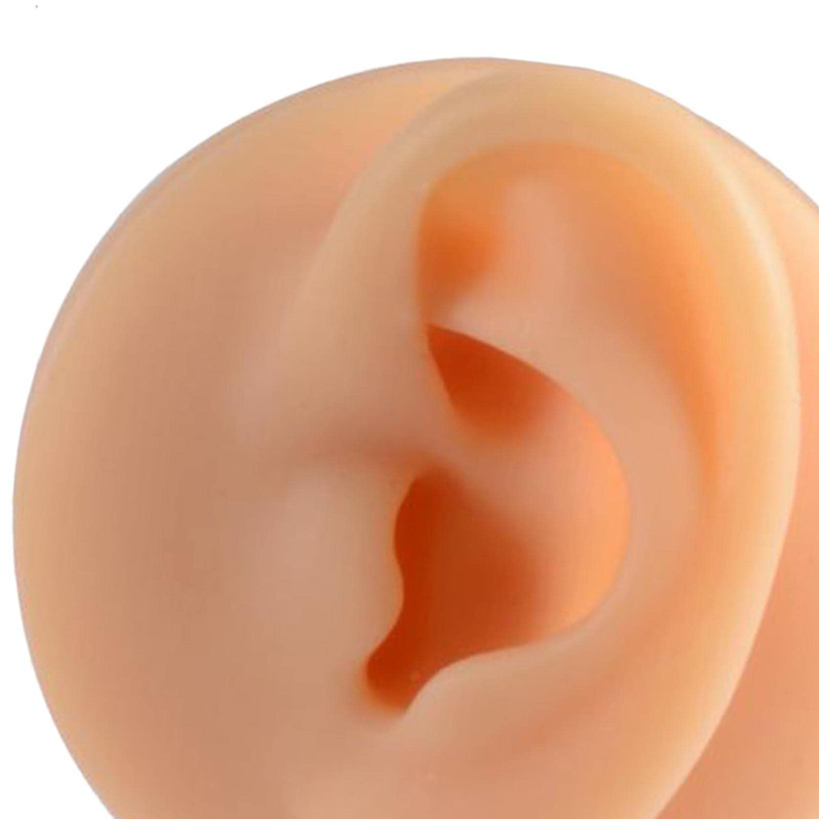 Moxic Human Body Part Model Silicone Modeling Texture Free of Bubbles for Home Right Ear 7cm