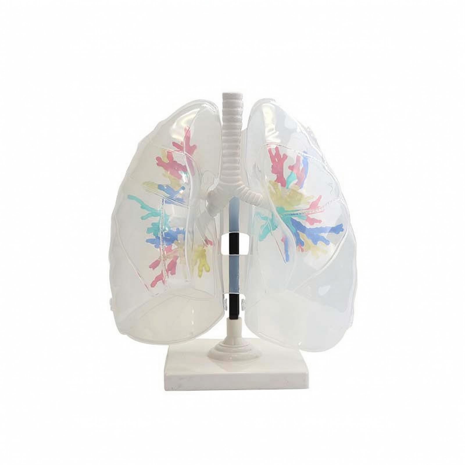 Atemsystemmodell mit Ständer Lehrreich Bronchienmodell mit Lunge Lungenanatomiemodell für Biologielehrer, Schüler, Studienplatz, Transparente Lunge 1